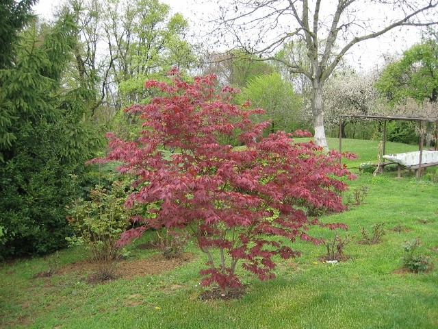 Acer palmatum